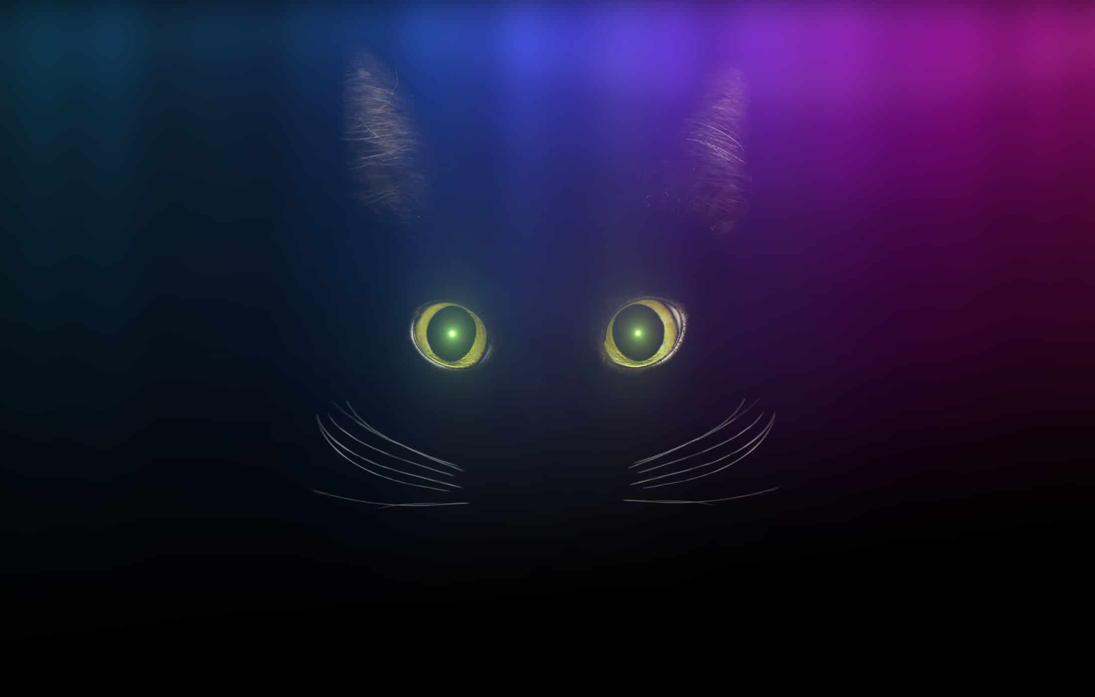 Cat Qubit